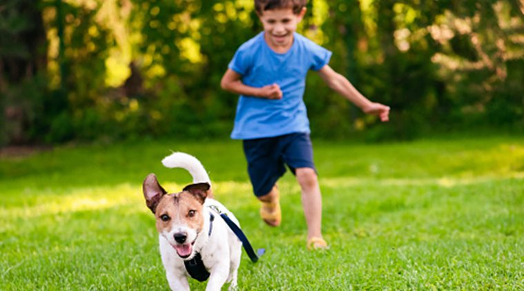Dog Care Activities