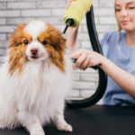 Preparing Your Pet