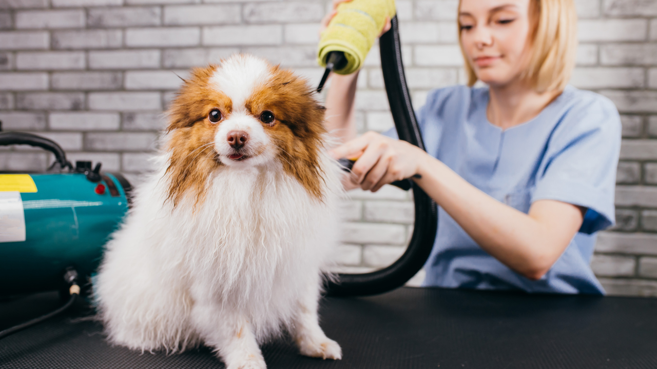 Preparing Your Pet